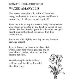 Velvet Covered Amaryllis Wax Bulb