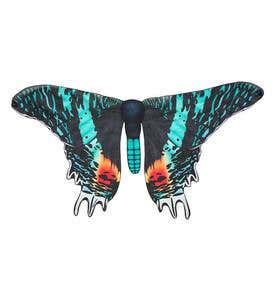 Magnificent Moth Wings - Campylotes