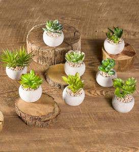 Faux Succulents in Ceramic Pots, Set of 8