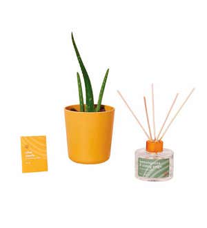 Grow Your Own Aloe Kit