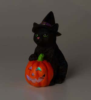 Black Halloween Kitten with Pumpkin