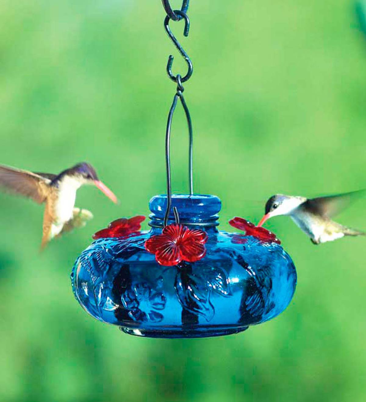 Glass Hummingbird Feeder, Bloom Calliope