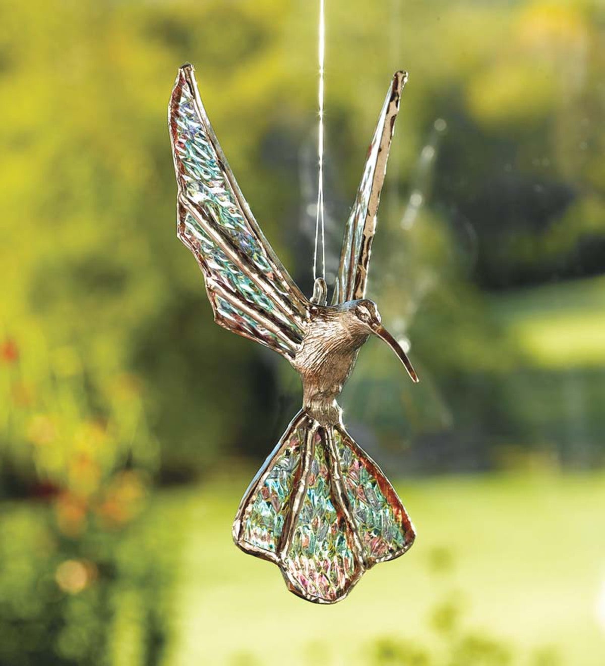 Glass Winged Hummingbird