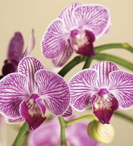Mini Phalaenopsis Orchid - White
