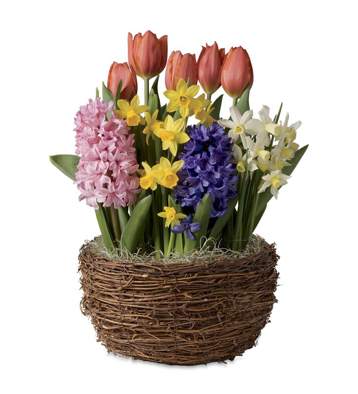 Tulips and Narcissus Bulb Garden - Ships January-June 2020