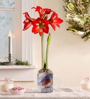 Bluebird Mug and Miniature Amaryllis Bulb Gift Set