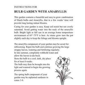 Amaryllis and Tulip Bulb Garden