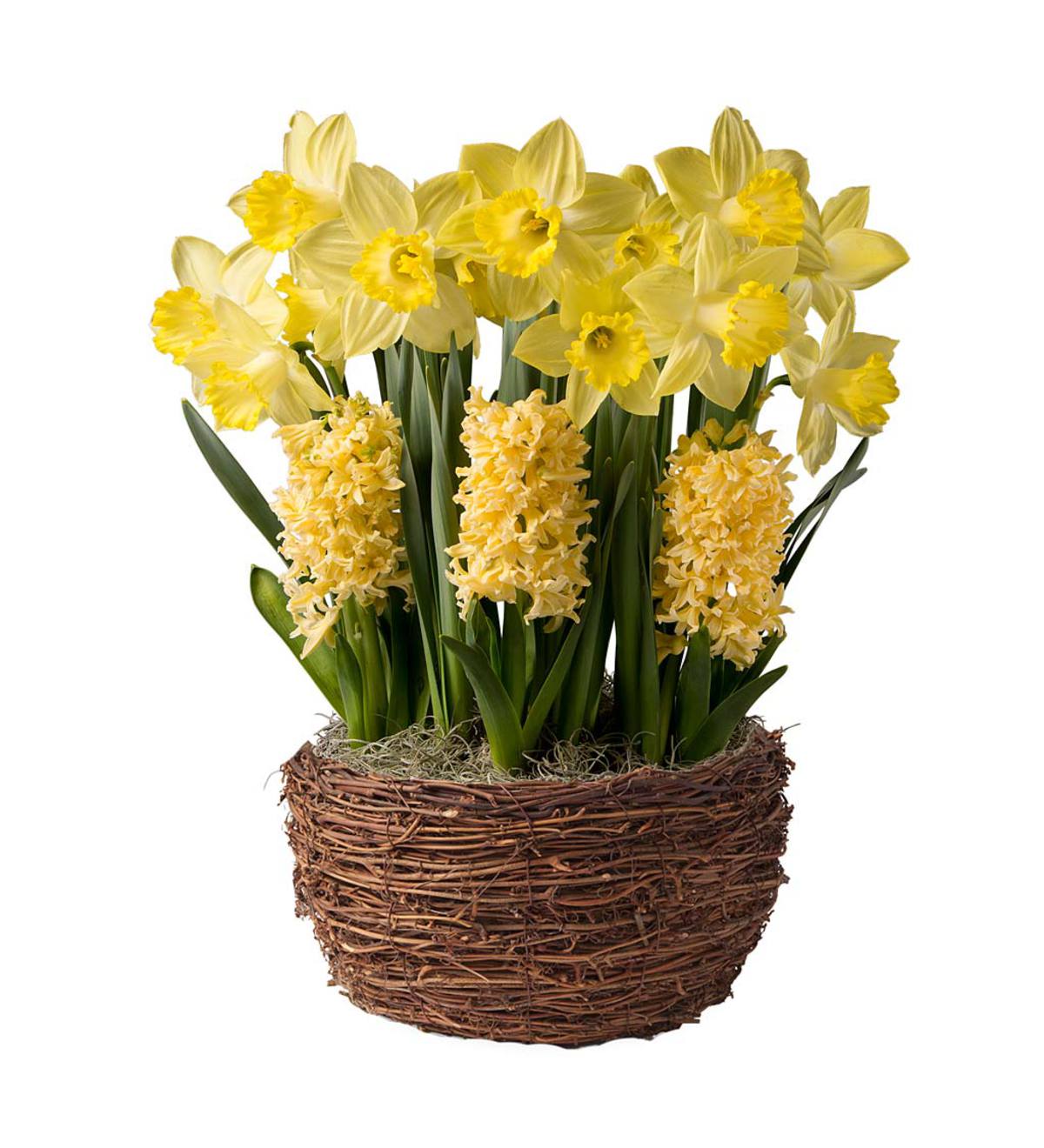 Narcissus and Hyacinth Bulb Garden - Ships January-June 2018