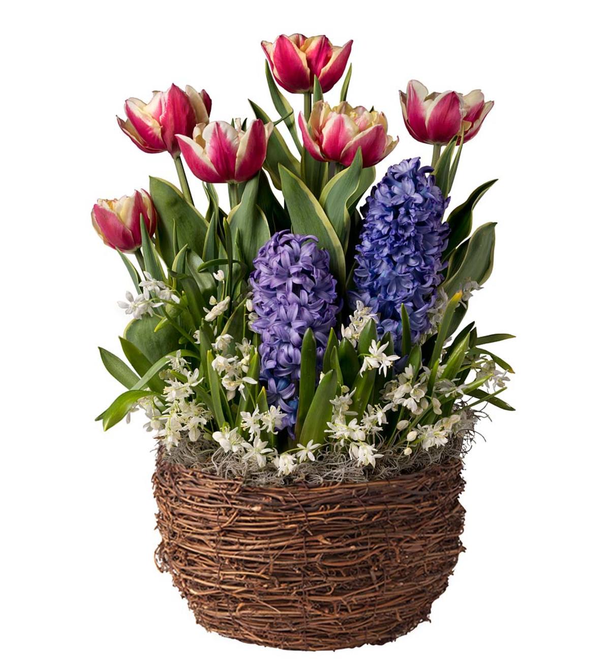 Tulip, Hyacinth and Star of Bethlehem Bulb Garden - Ships January-June 2019