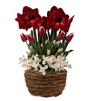 Six Consecutive Months of Flower Bulb Gift Gardens