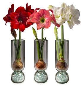 3-Months of Amaryllis with Glass Vase
