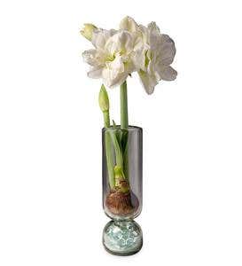 3-Months of Amaryllis with Glass Vase