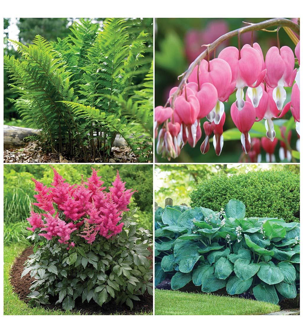 16-Plant Shady Area Perennial Collection