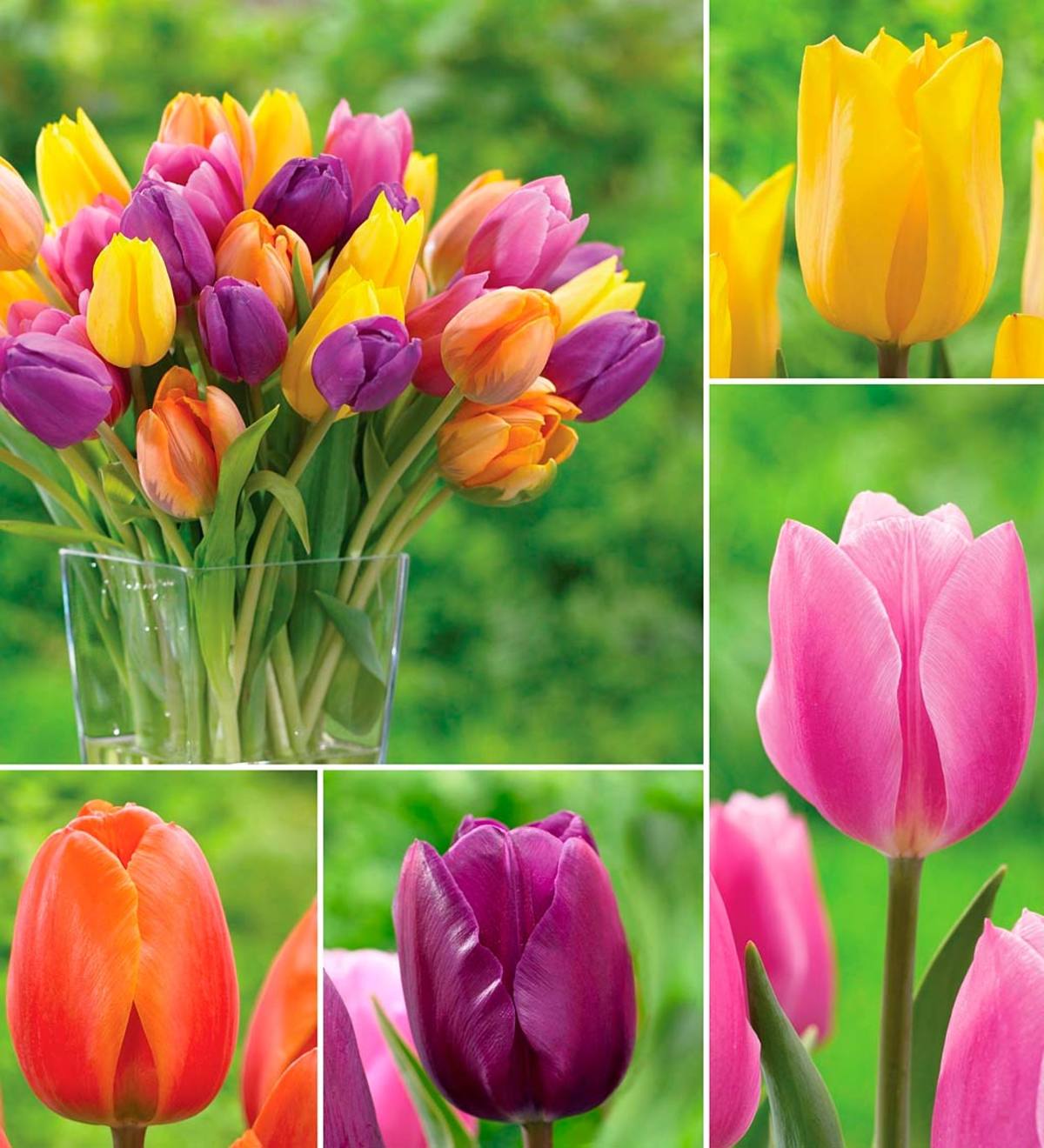 Bright Tulip Bulb Collection, 25 bulbs each of 4 varieties