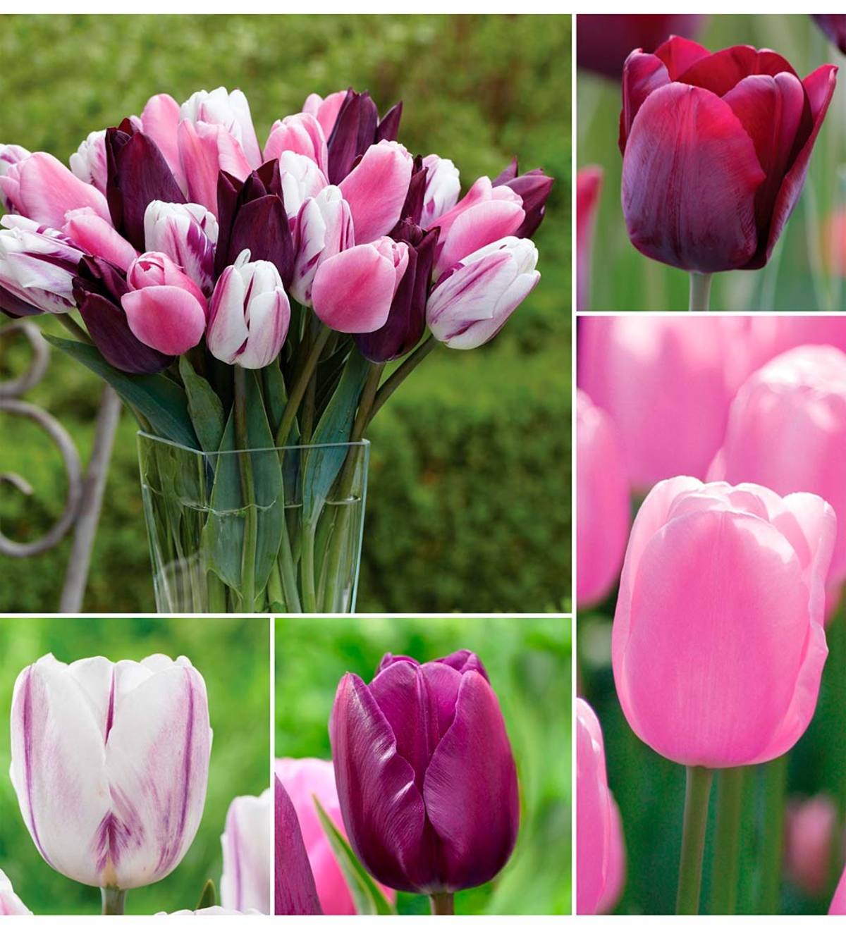 Purple Shades Tulip Bulb Collection