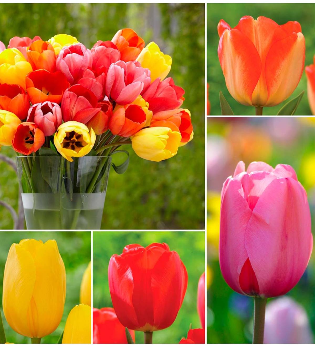 Darwin Hybrid Tulip BUlb Collection, 25 bulbs each of 4 varieties
