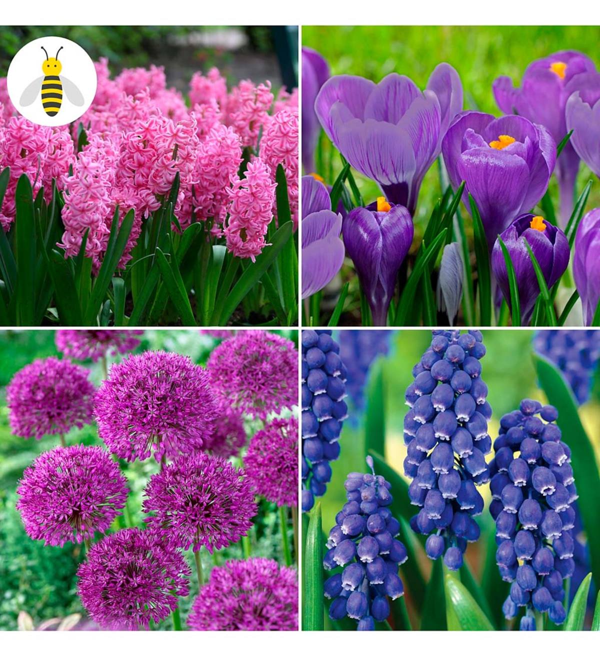 Pollinator-Friendly Bulb Collection, 100 bulbs in 4 varieties