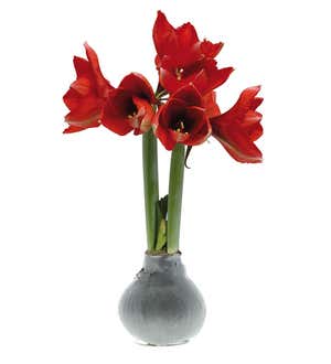 Blooming Amaryllis in Silver-Colored Wax
