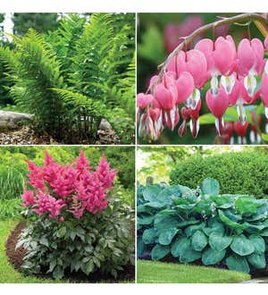 Classic Perennial Shade Bulb Garden Collection With 16 Bare Root Plants