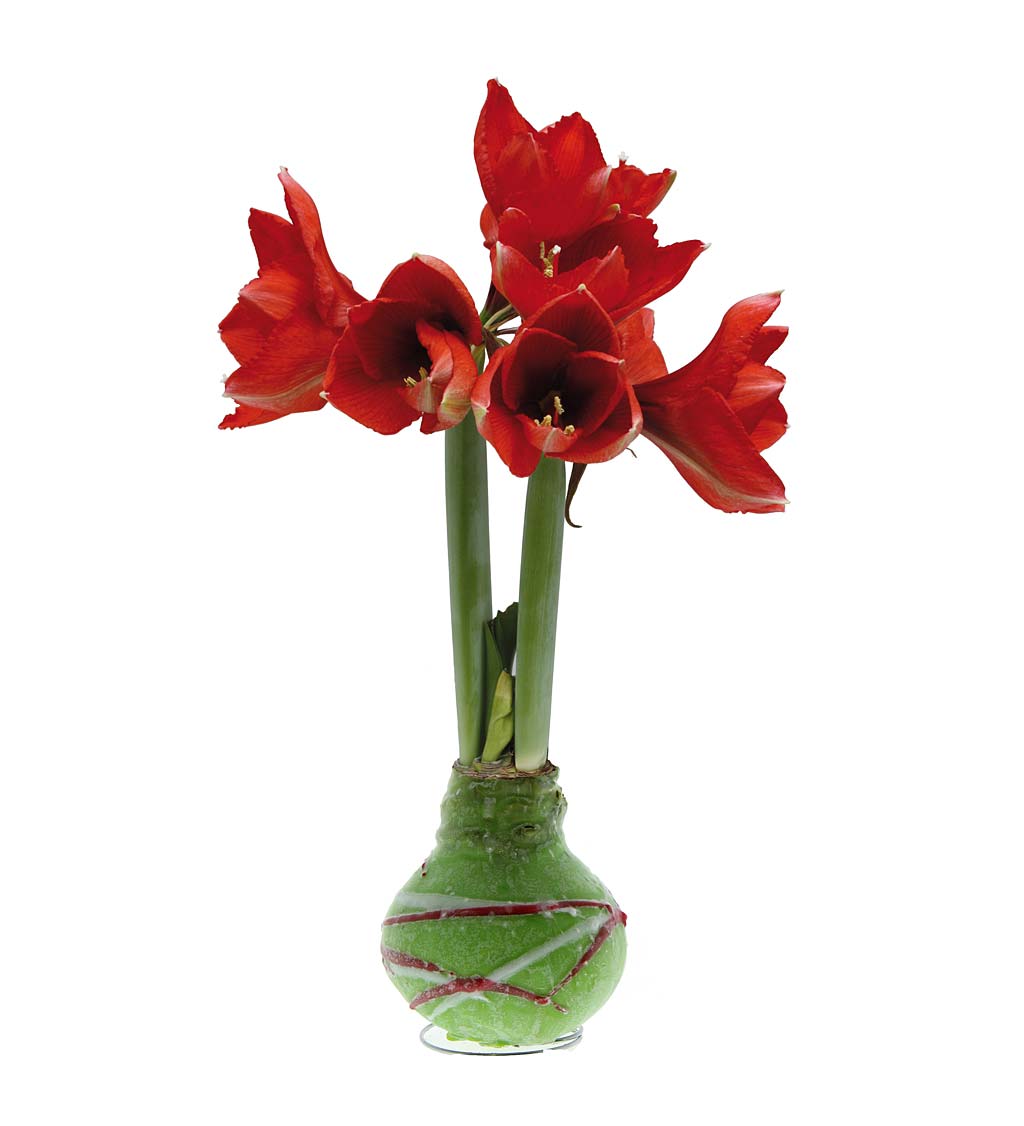 Blooming Amaryllis in Green Wax with Graphic Design