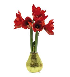 Blooming Amaryllis in Golden Glittered Wax