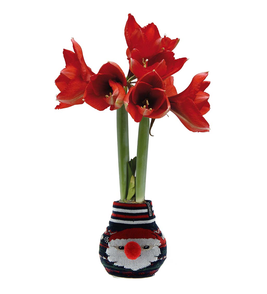 Blooming Amaryllis in Wax with Christmas Santa Claus Sweater