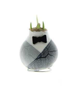 Blooming Amaryllis in Wax Tuxedo with Felt Bow Tie