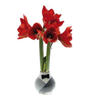 Blooming Amaryllis in Wax Tuxedo with Felt Bow Tie