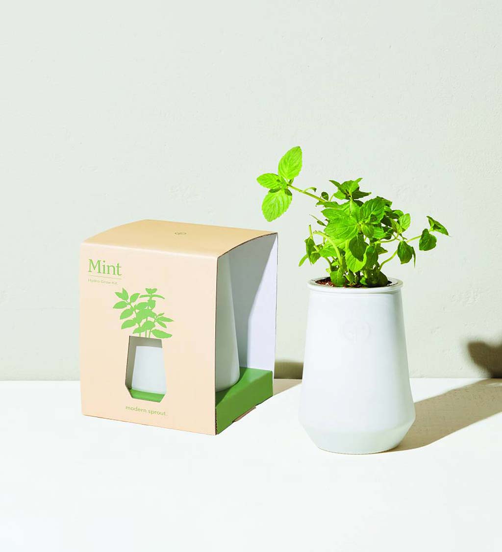 Basil or Mint Easy Grow Kit