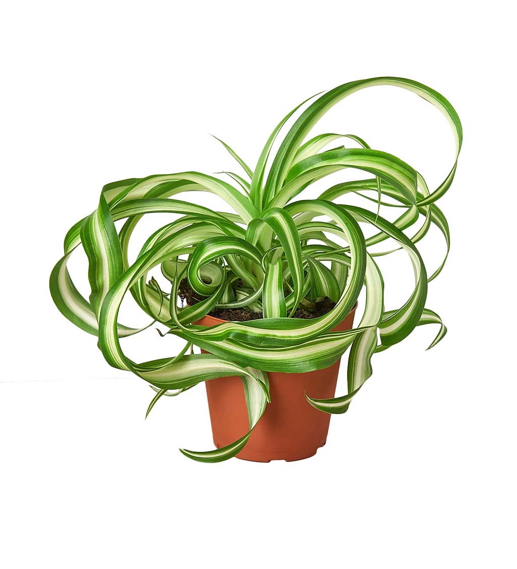 Potted Spider House Plant