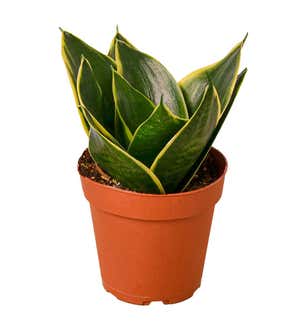"Emerald Star" Potted Snake Plant