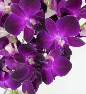 Deep Purple Orchids, Ready for Delivery