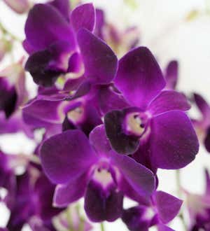 Deep Purple Orchids, Ready for Delivery