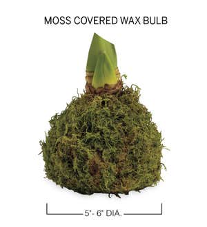 Jumbo Size- No-Water Wax Dipped Amaryllis Bulb