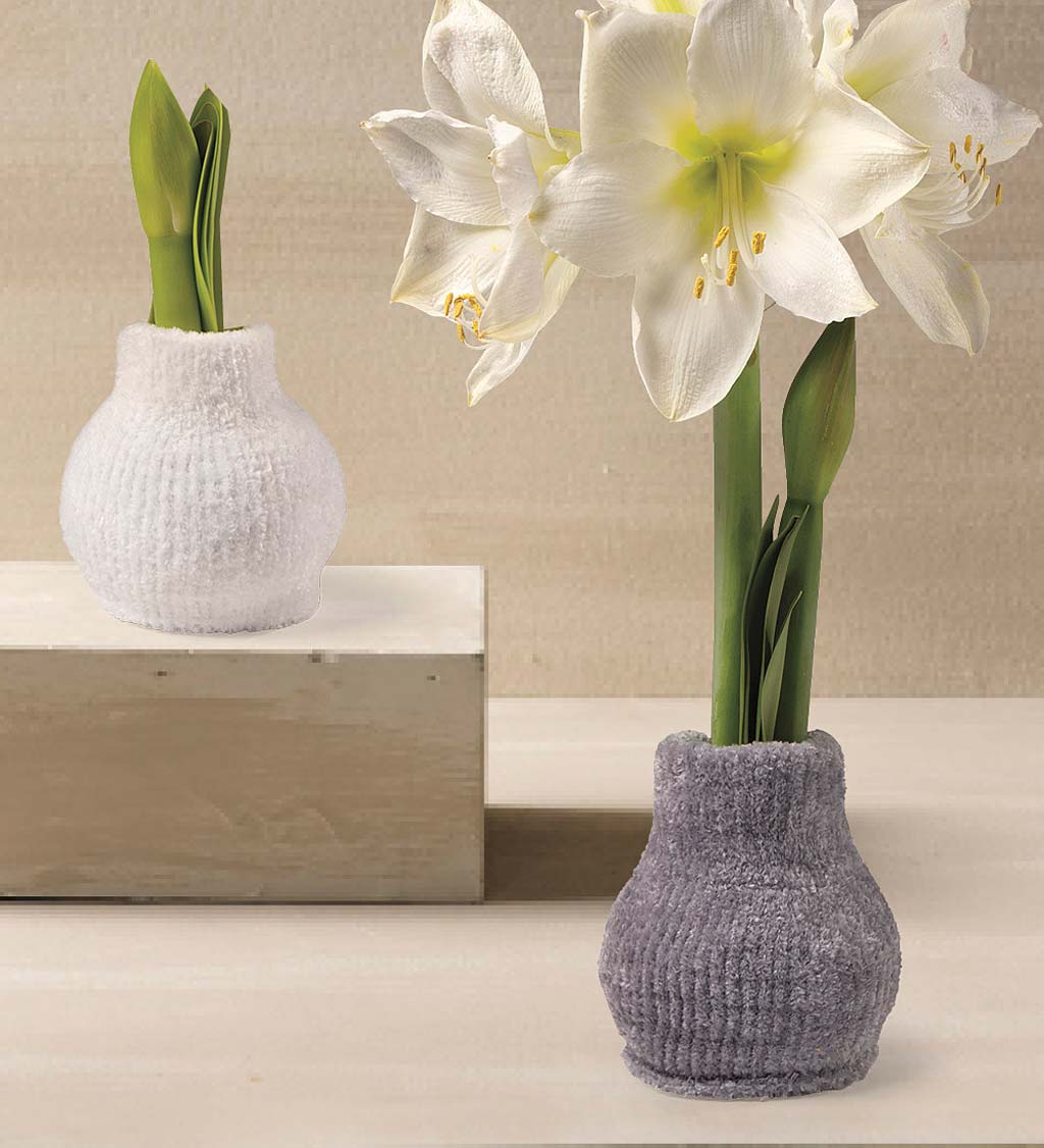 Easy Care Amaryllis Flower Bulb Gift in Cozy Sweater