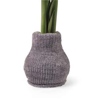Easy Care Amaryllis Flower Bulb Gift in Cozy Sweater