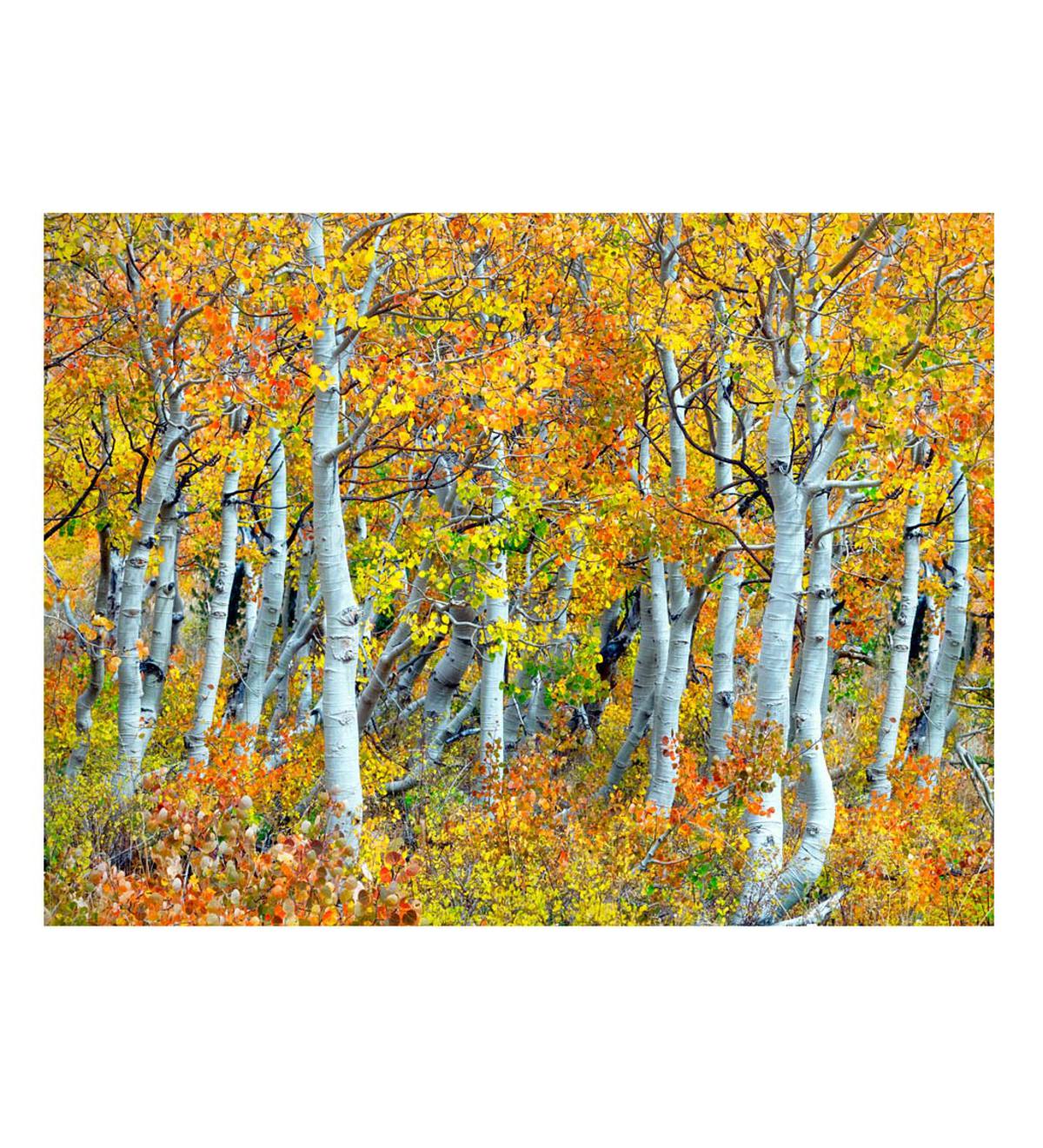 Fall Aspen Trees on Canvas Indoor/Outdoor Wall Art