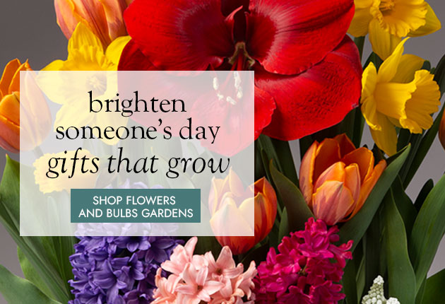 Image of assorted spring bulb gardens. brighten someone's day gifts that grow. SHOP FLOWERS & BULB GARDENS