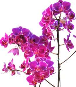 Mini Phalaenopsis Orchid - Pink