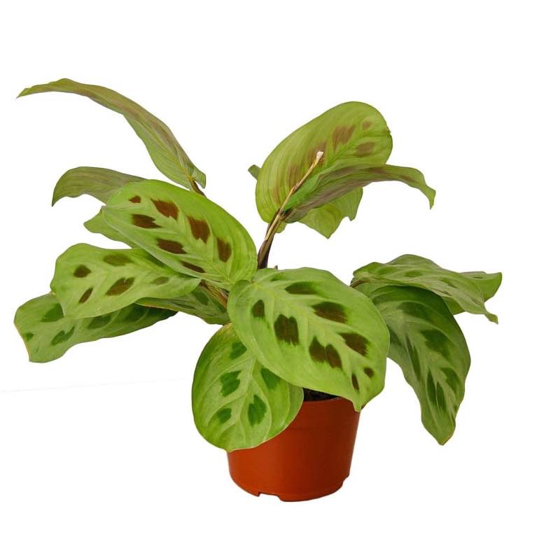 Potted Prayer Plant