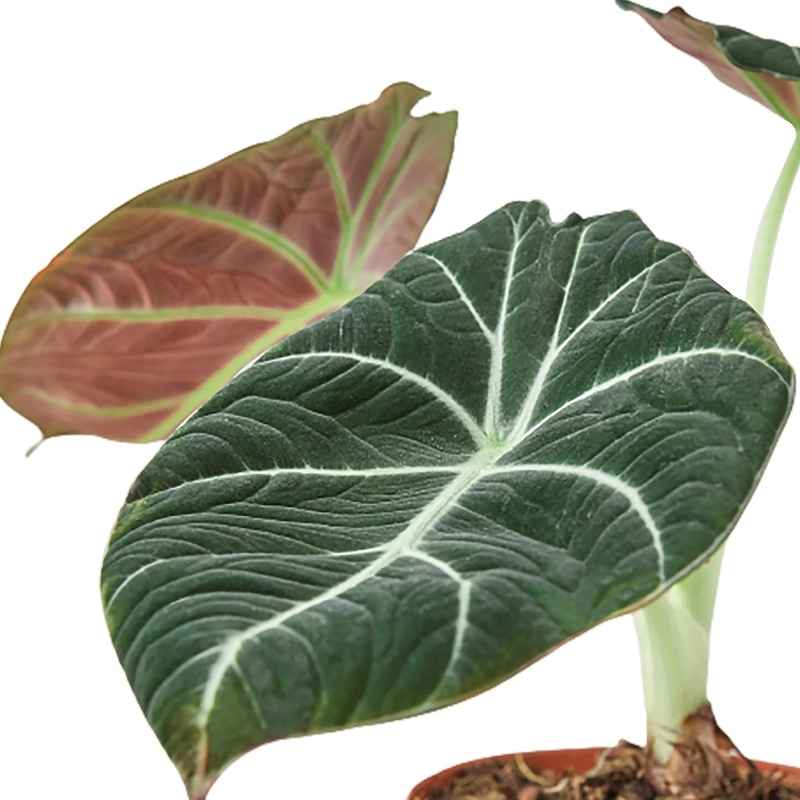 Potted Elephant Ear Plant