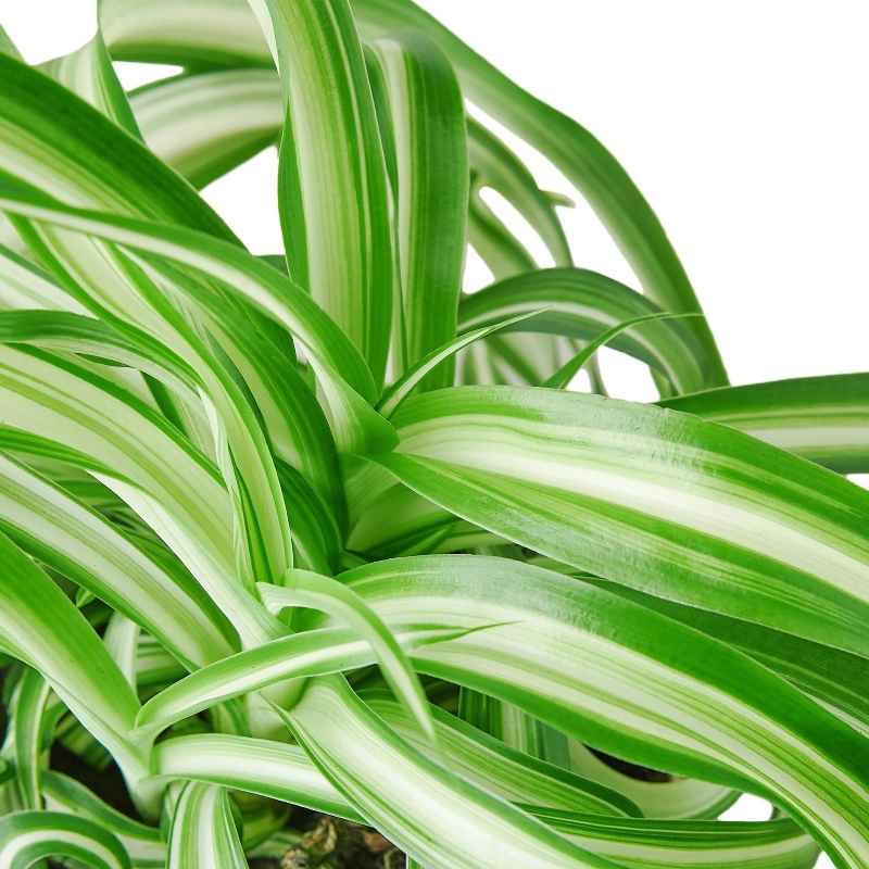 Potted Spider House Plant