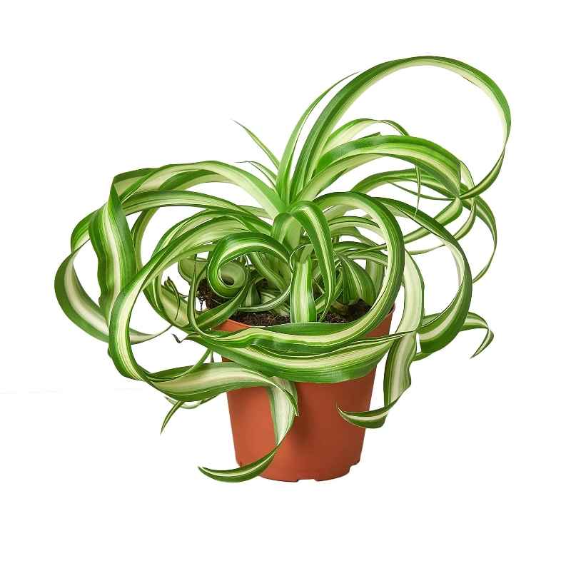 Potted Spider House Plant