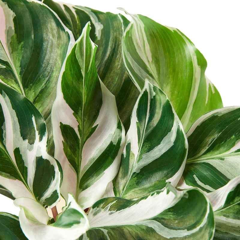 Calathea 