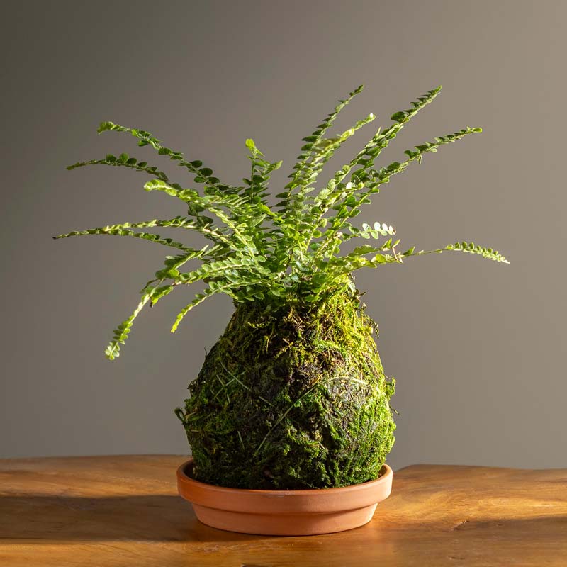 Fern Button Kokedama Ball with Saucer