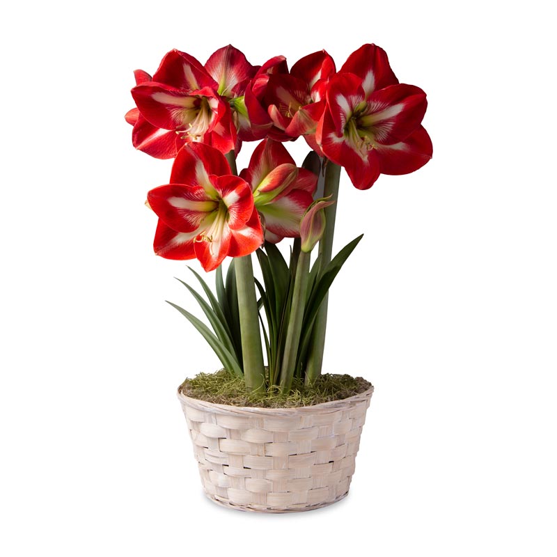 Variegated Amaryllis Bulb Garden