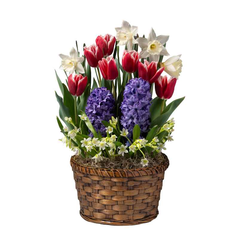 Large Blue and Red Garden in a Basket