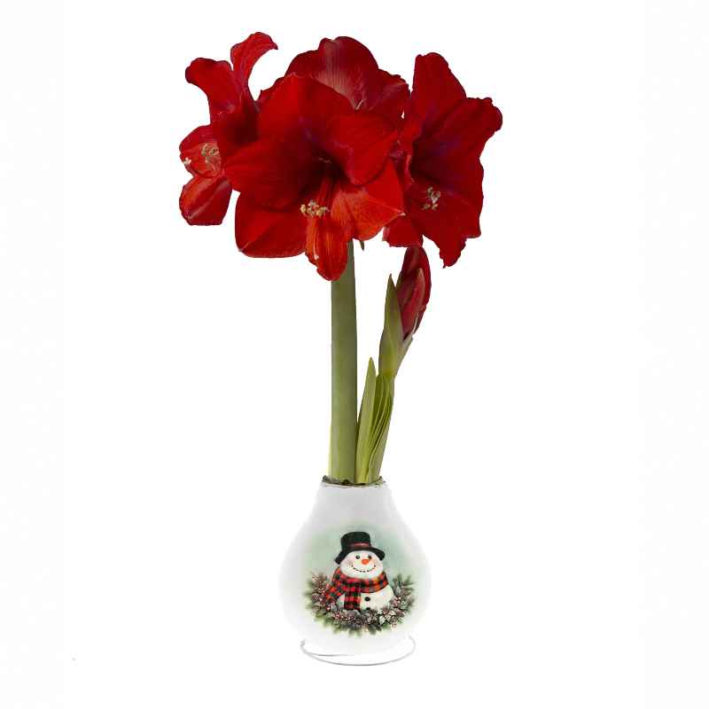 No-Water Wax Dipped Amaryllis Bulb Snowman Print