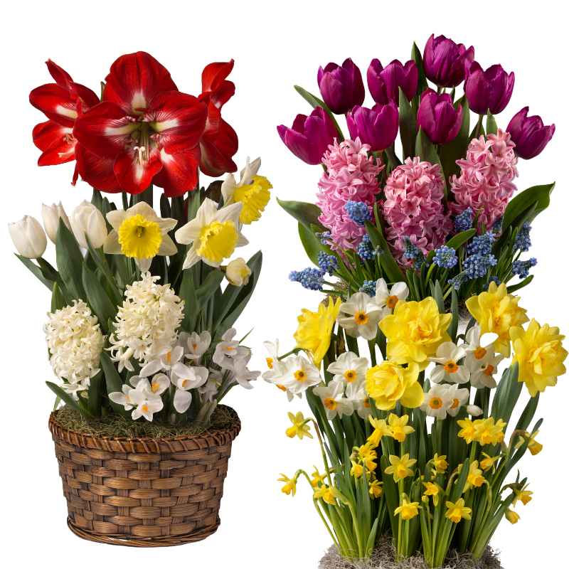 Three Months of Flowers Bulb Garden Gift