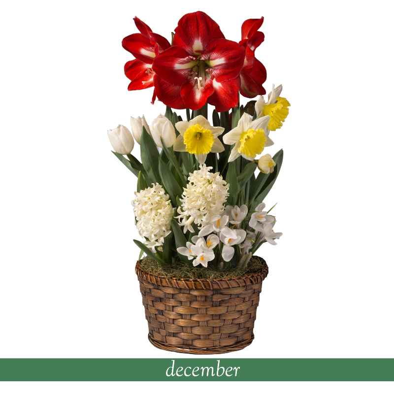 Twelve Months of Flowers Bulb Garden Gift